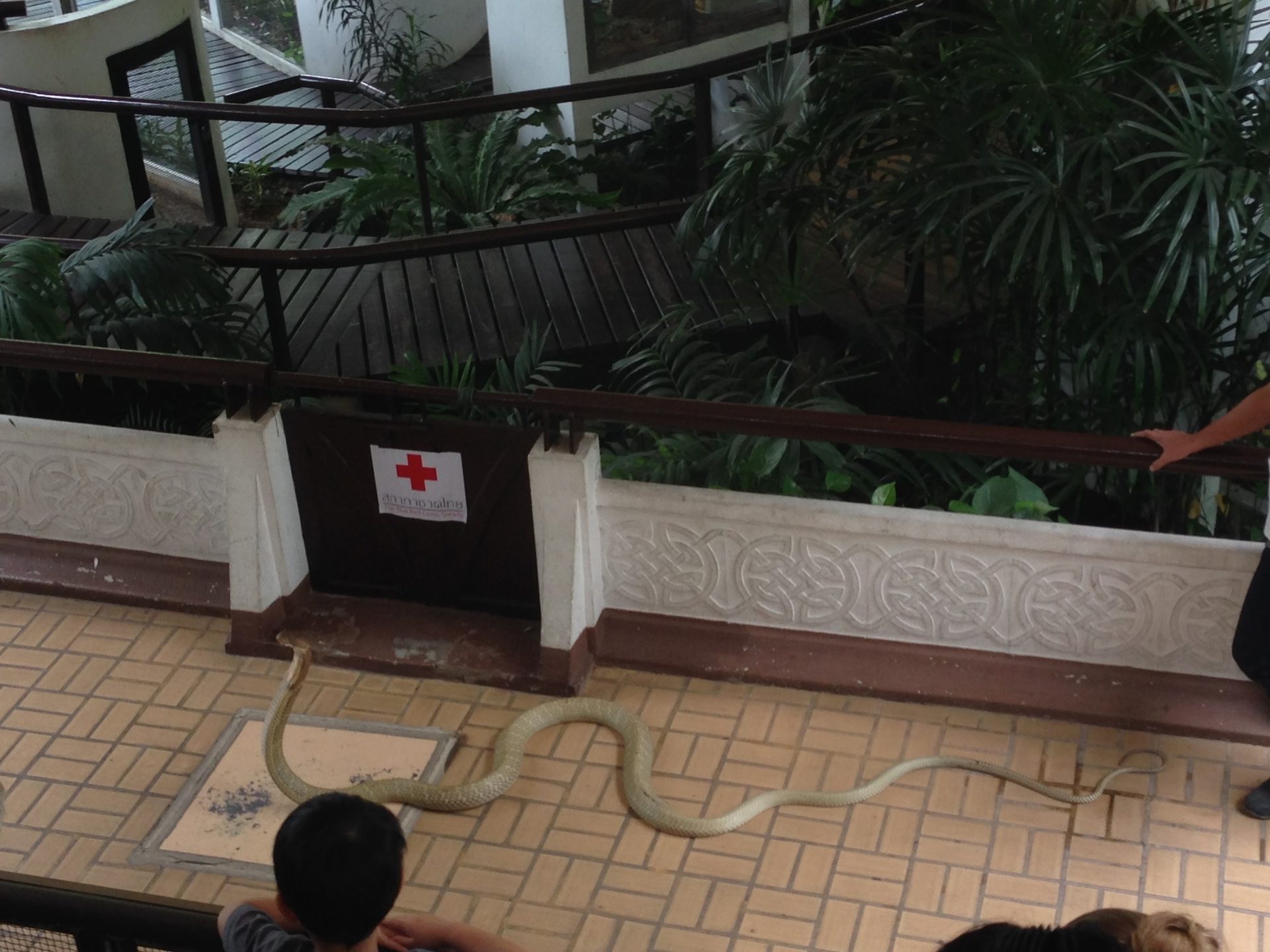 Queen Saovabha Memorial Institute and Snake Farm, Bangkok (2).jpeg